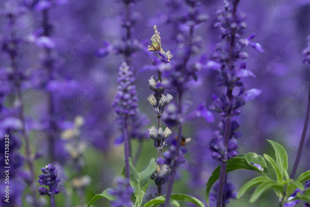 Fototapeta premium Close up purple salvia purple flowers in garden