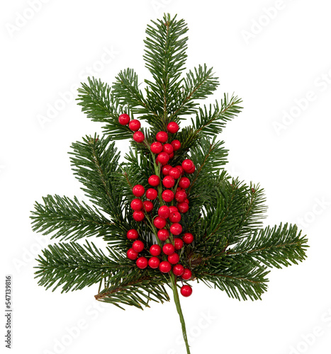 Christmas tree isolated transparent background, PNG. Fir twig and red winter berries decoration.