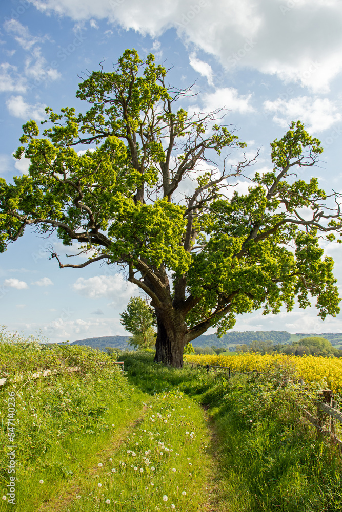 Fototapeta premium Old oak trees in the countryside.