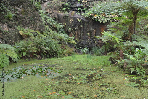 Old pond in the rocks overgrown with ferns and lotus