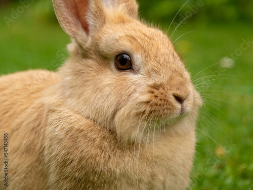 Bunny on Grass