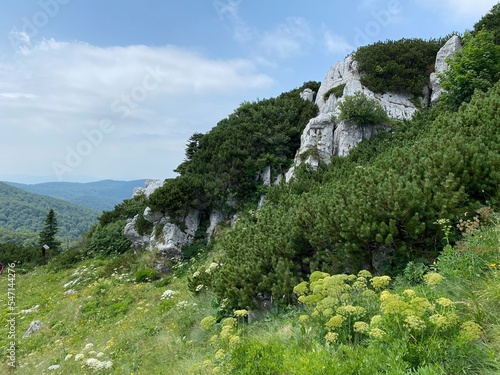 Mountain vegetation and rocks in the peak area of the Risnjak National Park, Crni Lug - Croatia (Planinska vegetacija i stijene u vršnom području nacionalnog parka Risnjak - Gorski kotar, Croatia) photo