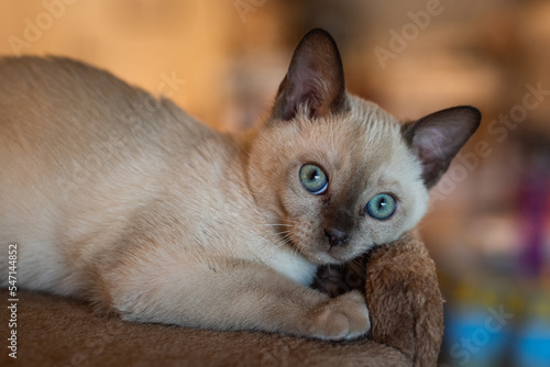 Cuadro en lienzo Purebred Tonkinese kitten with aquamarine eyes.
