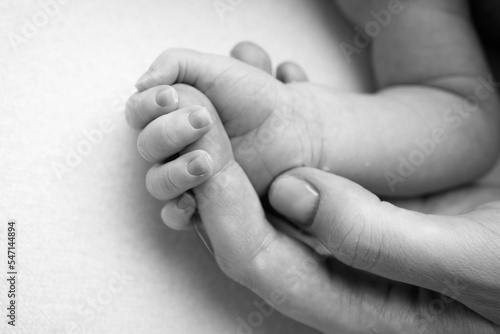 Close-up little hand of child and palm of mother and father. The newborn baby has a firm grip on the parent s finger after birth. A newborn holds on to mom s  dad s finger. Black and white photo.