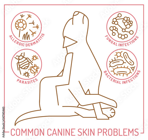 Dog skin problems infographic. Editable vector illustration