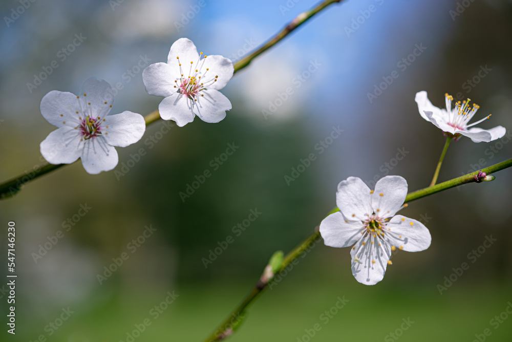 Early spring apple flowers on the tree branch against blue sky, copy space.