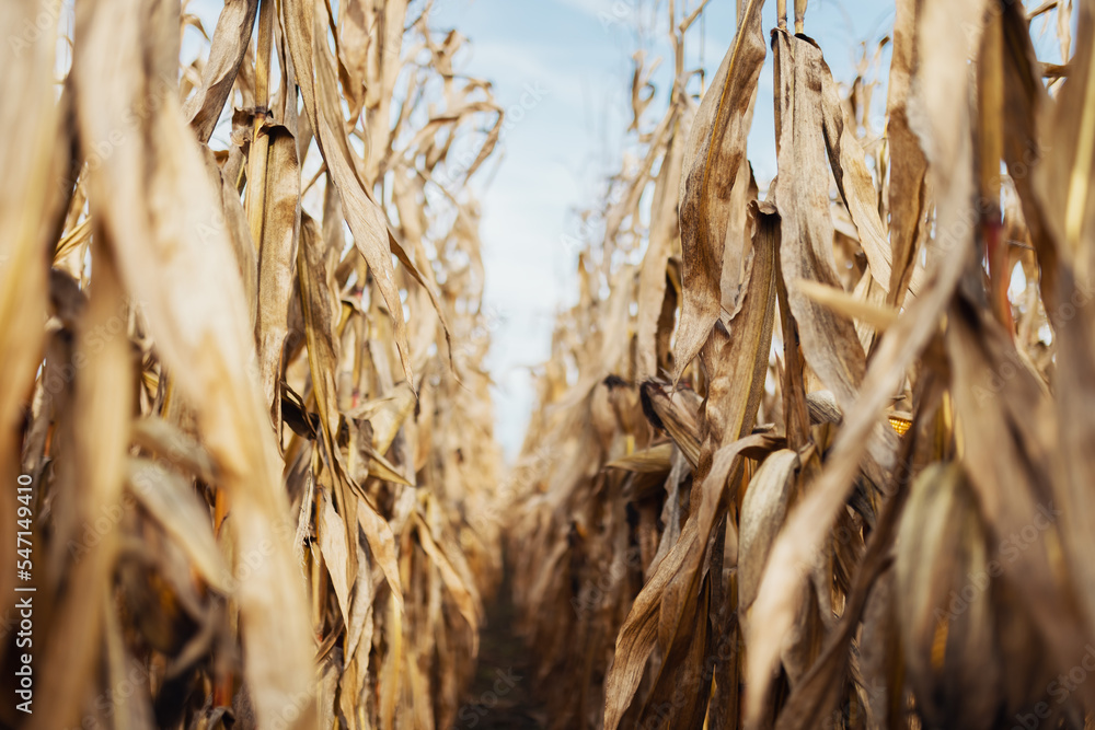 Fototapeta premium Corn field already partially harvested, background, wallpaper, sunny