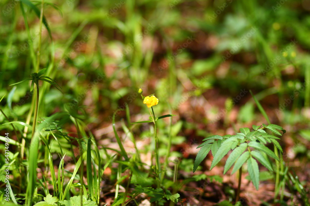 flower flower