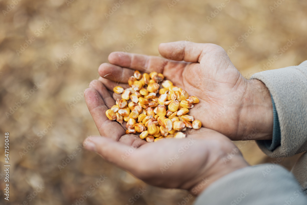 Farmer holding corn kernels in hand to control moisture, respectful use of food Farmer holding corn kernels in hand to control moisture, respectful use of food
