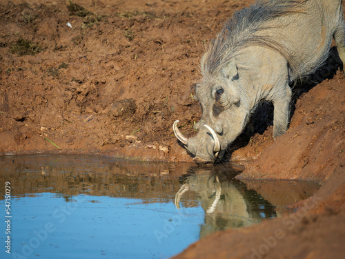 Common warthog (Phacochoerus africanus) with large tusks. Eastern Cape. South Africa photo