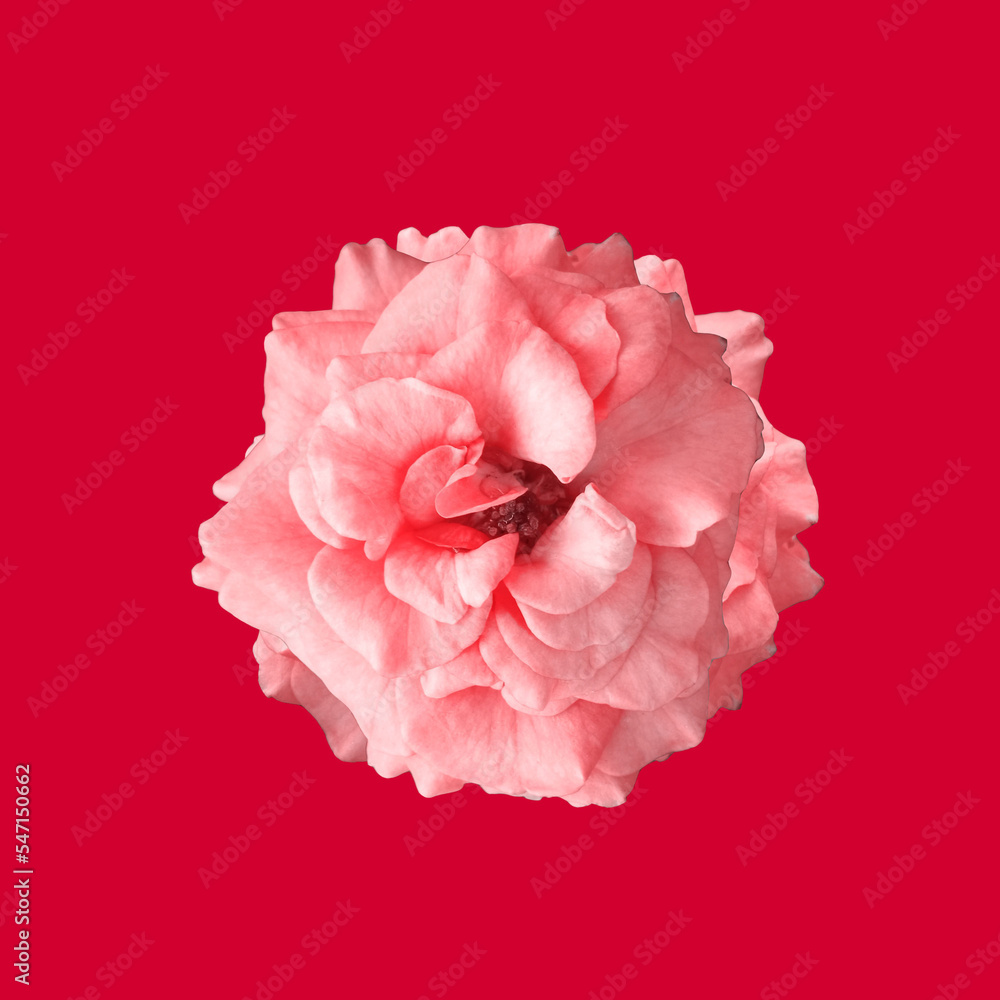 Closeup, Single roses flower blossom blooming isolated on red background for stock photo or advertising product, The flowers of love, Floral summer, valentine day, gift Closeup, Single roses flower blossom blooming isolated on red background for stock photo or advertising product, The flowers of love, Floral summer, valentine day, gift