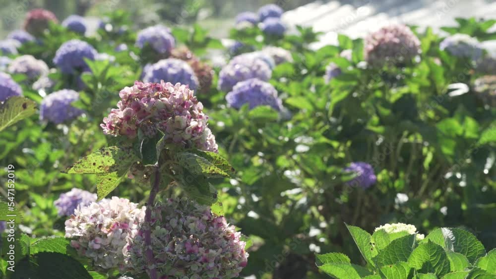blooming hydrangea flower field garden horticulture blooming hydrangea flower field garden horticulture