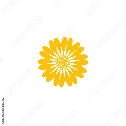 yellow daisy isolated on white background