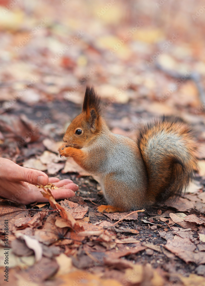 Feeding animals. Feeding the squirrel. A red squirrel eats nuts from his hands from the ground in an autumn park. A person feeds an animal. Soft focus