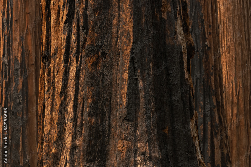 Black Burns Scar The Base of Giant Sequoia Tree Black Burns Scar The Base of Giant Sequoia Tree