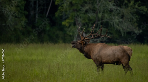 Bull Elk Bugles In Meadow © kellyvandellen