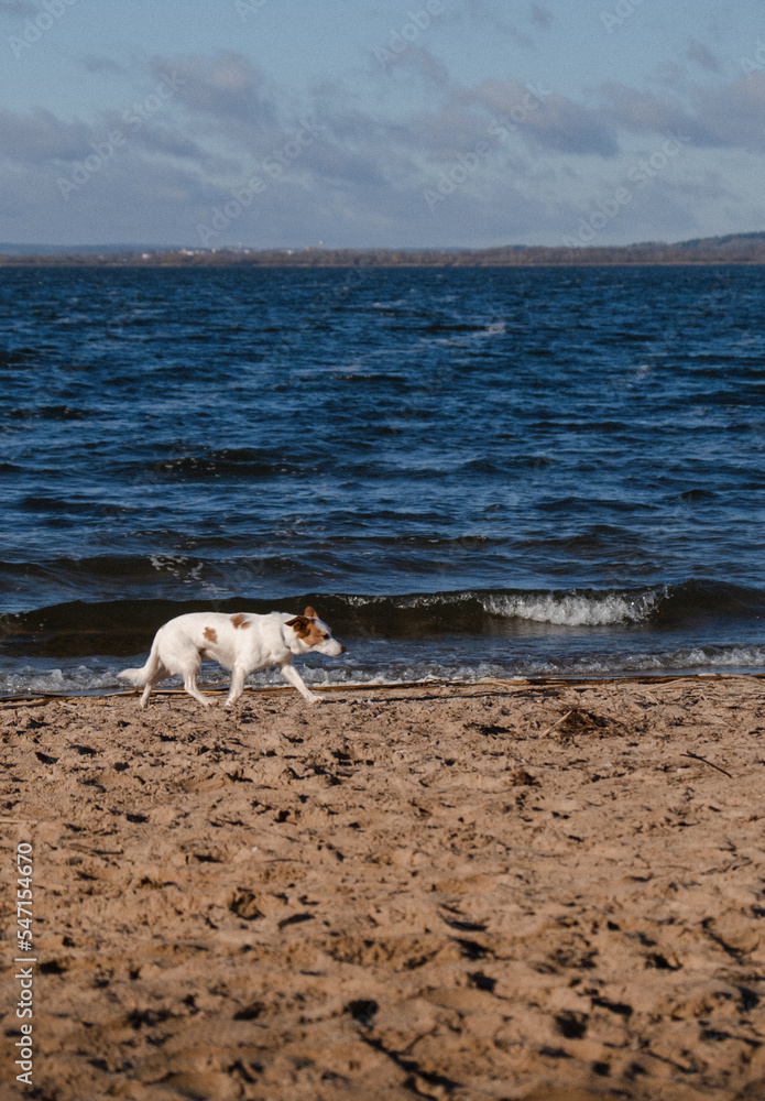 dog on the beach