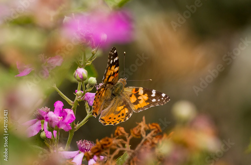 Nymphalidae butterfly (Vanessa cardui) seen in the garden Hevsel of Diyarbakir in Turkey. You can seen this butterly in de spring, summer and autumn photo