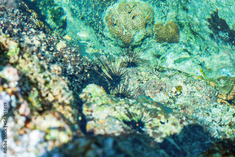 Group of black Sea urchins on rock. Diadema setosum on ocean floor, soft selective focus Group of black Sea urchins on rock. Diadema setosum on ocean floor, soft selective focus