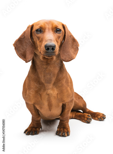 Dachshund Dog isolated over white background.