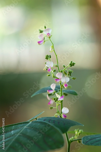 Small flowers of the  Christia obcordata.