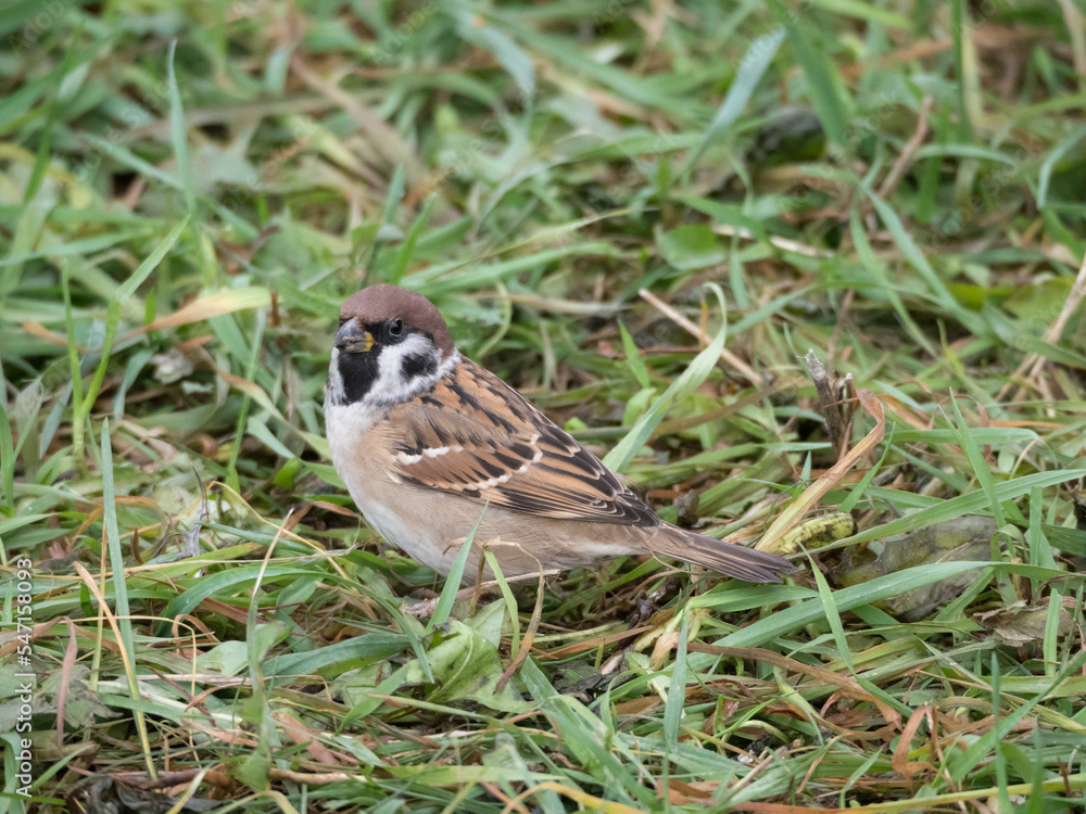portrait of sparrow on green grass portrait of sparrow on green grass