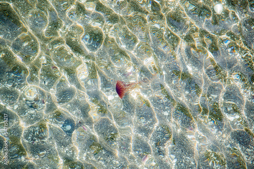 海に漂うクラゲ