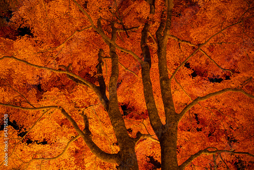 燃え上がるような紅葉