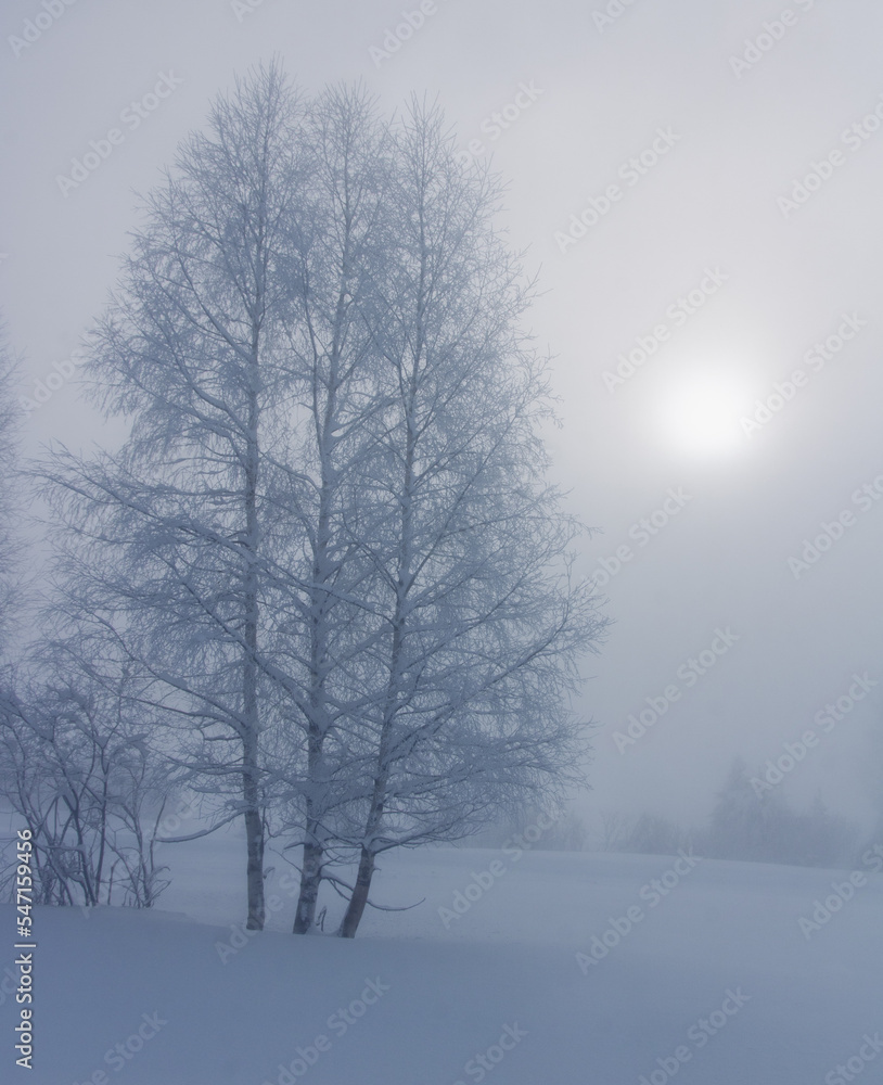 paysage d'hiver dans la brume paysage d'hiver dans la brume