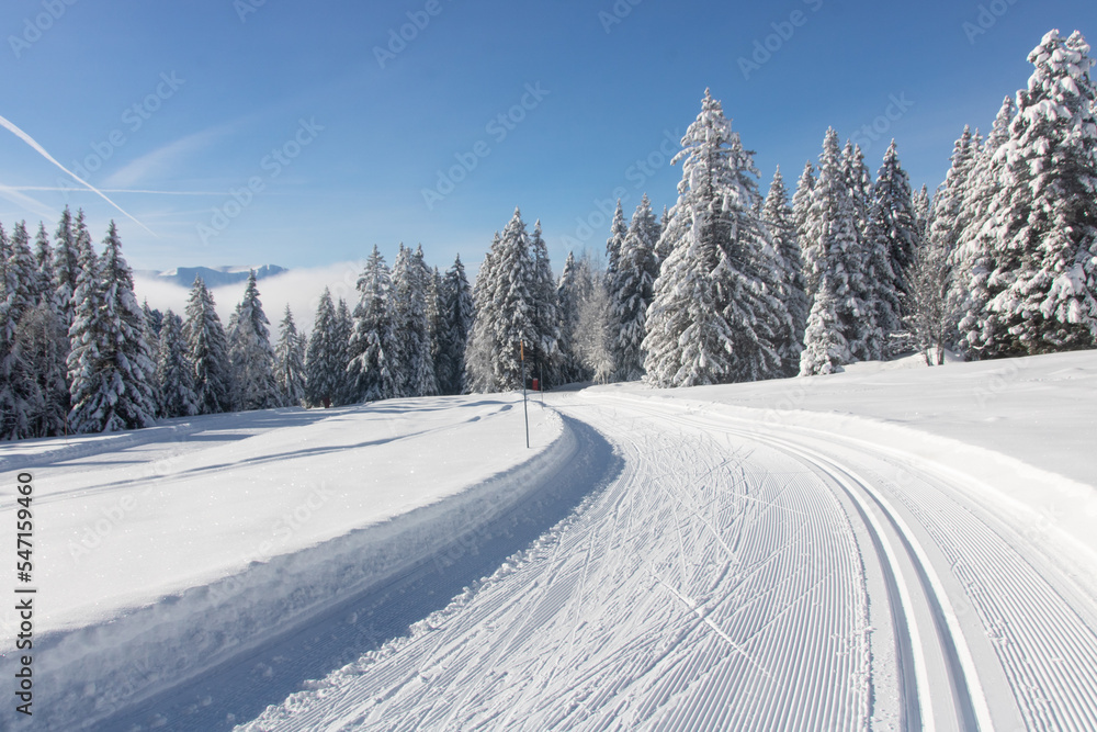 paysage alpin avec sapins recouverts de neige
