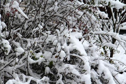 Fresh snow on tree branches