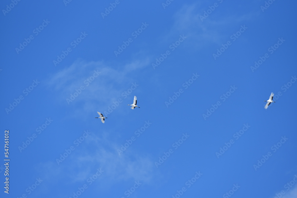 Bird watching, red-crowned crane, in
 winter