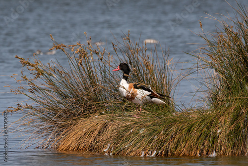 Canard au bord de l'eau