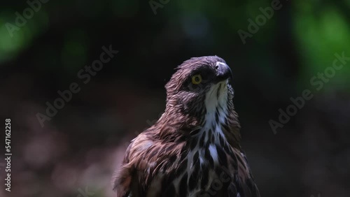 Looking towards the right then suddenly up and around, shakes its head and looks to the left, Pinsker's Hawk-eagle Nisaetus pinskeri, Philippines. photo