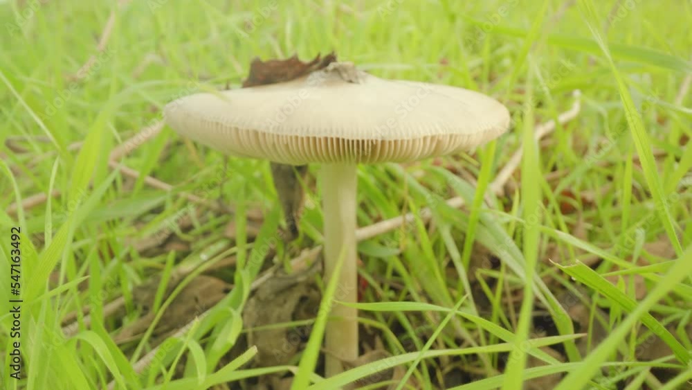 White inedible lamellar mushroom growing near fallen leaf in vibrant green grass on meadow in wind at bright sunlight macro push in slow motion White inedible lamellar mushroom growing near fallen leaf in vibrant green grass on meadow in wind at bright sunlight macro push in slow motion
