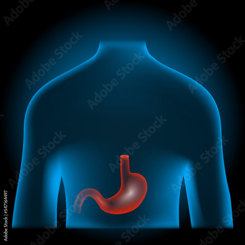 Red stomach into x-ray blue realistic human body