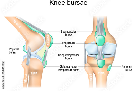 Knee bursae. Frontal and side view of human knee joint.