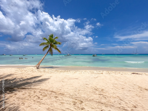 Fototapeta Naklejka Na Ścianę i Meble -  coconut palm on the beach of Saona island, with white sand and crystal clear water, dominican republic
