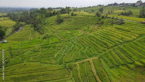 Bali, Indonesia - November 13, 2022: The Jatiluwih and Sidemen Terrace Rice Fields © Julius