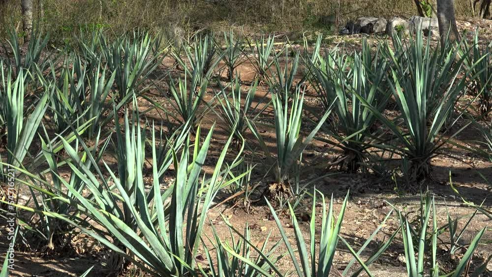 Cultivating of Agave Tequilana (Blue agave). Mexico Cultivating of Agave Tequilana (Blue agave). Mexico