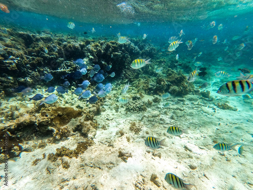 Shoal of colorful tropical fish in a coral reef underwater sea, Caribbean, Dominican Republic 