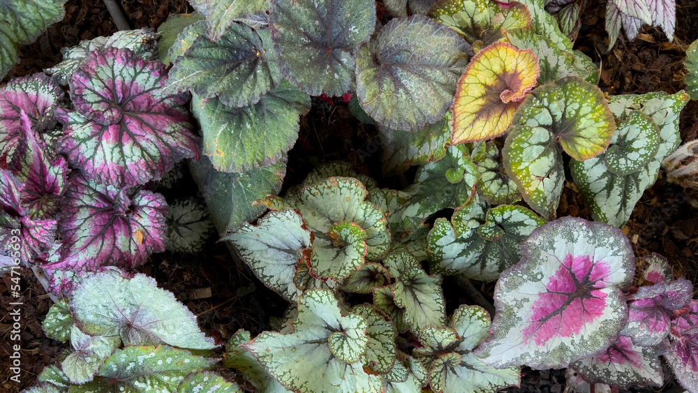 Obraz premium Beautiful colorful leaf