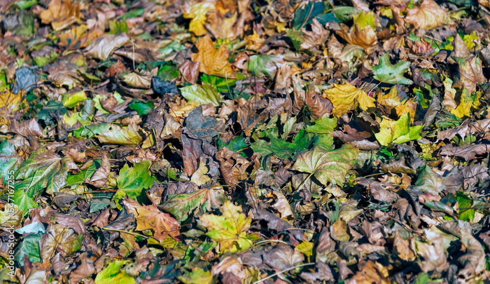 Colorful maple leaves laying on the ground, lighted with the sun light