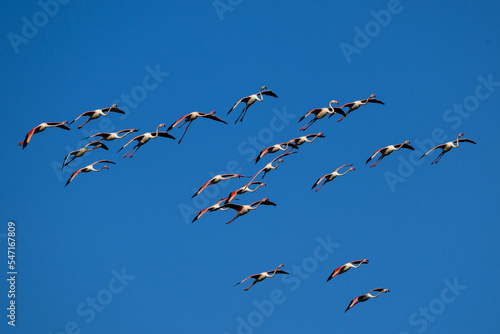 Flock of Greater Flamingos flying against blue sky 