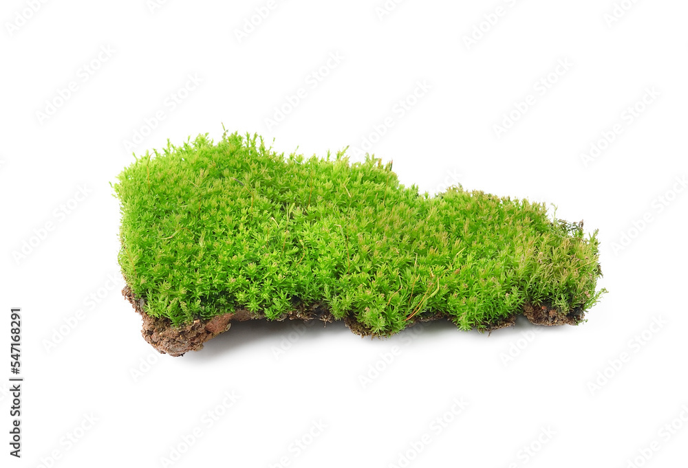 Green moss isolated on transparent png Green moss isolated on transparent png