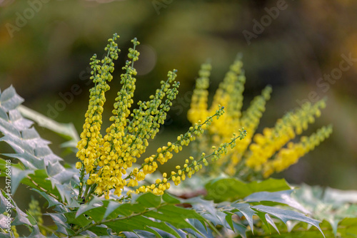 Selective focus of yellow flowers with raindrops, Mahonia japonica is a species of flowering plant in the family Berberidaceae, Berberis japonica in the garden with green leaves, Nature background. photo