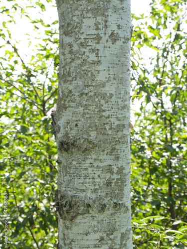 Fototapeta Naklejka Na Ścianę i Meble -  白樺の木