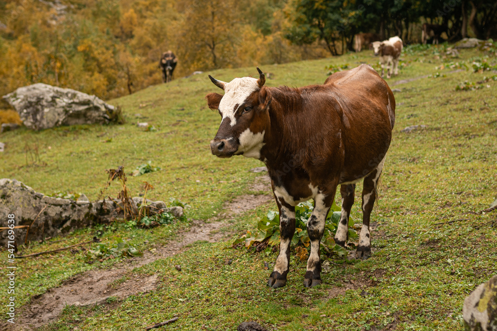 Cattle grazing in mountains portrait