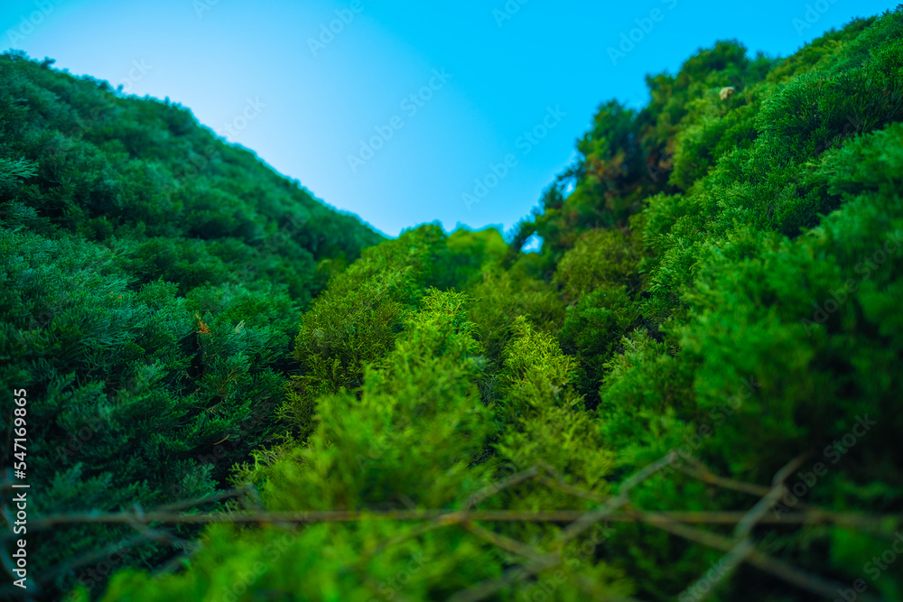 Full frame view of green Christmas pine Full frame view of green Christmas pine