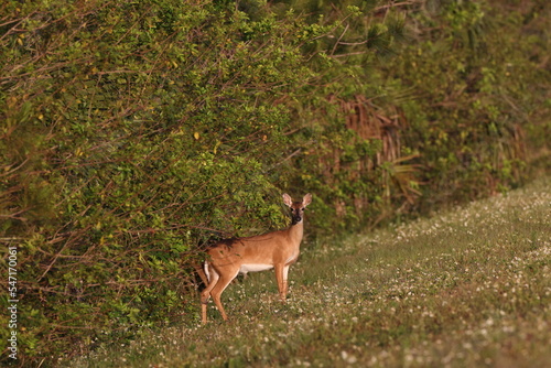 Fototapeta Naklejka Na Ścianę i Meble -  white-tailed deer-Viera Wetlands  Florida USA